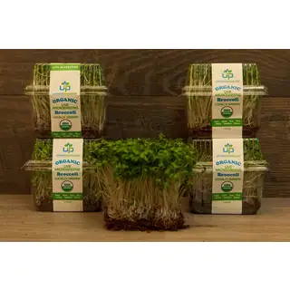 Urban Produce Certified Organic Living Broccoli Microgreens (Pack of 4)