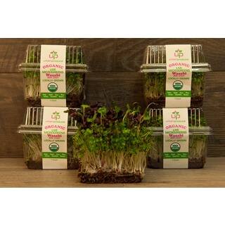 Urban Produce Certified Organic Living Wasabi Bok Choy Microgreens (Pack of 4)