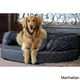 Integrity Bedding Luxury Orthopedic Memory Foam Designer Dog Pet Bed by K Guccione