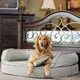 Integrity Bedding Luxury Orthopedic Memory Foam Designer Dog Pet Bed by K Guccione