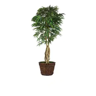 86-inch Tall Willow Ficus with Multiple Trunks in Planter
