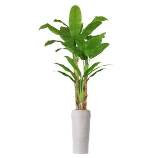 93-inch Tall Banana Tree with Real Touch Leaves in Planter