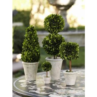 Mini Preserved Topiary (Set of 6)