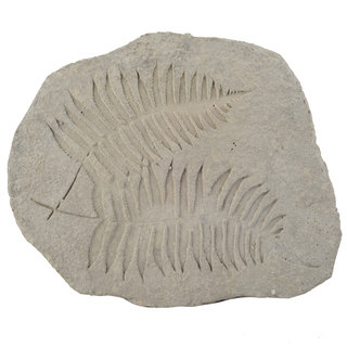 Fern Fossil Off-white Cement 15-inch x 12-inch x 1.5-inch Figurine