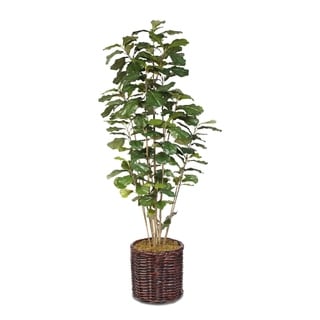 Artificial Fiddle Leaf Tree in a Willow Basket