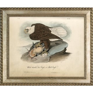 Vintage Collection 'White-headed Sea Eagle' Framed High Quality Print on Canvas