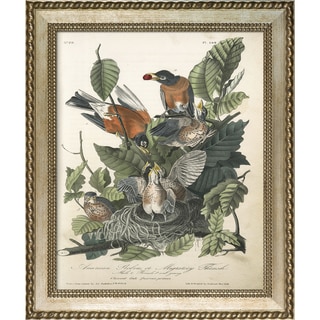 Vintage Collection 'American Robin' Framed High Quality Print on Canvas