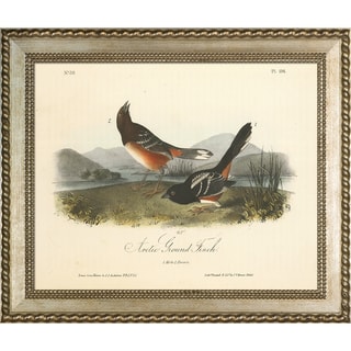 Vintage Collection 'Arctic Ground Finch' Framed High Quality Print on Canvas