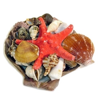 Seaich Lion Paw Sea Shell Pack