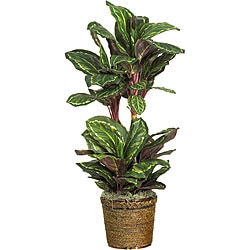 Silk Maranta Plant