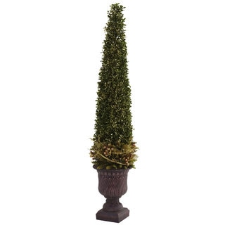 Mixed Golden Boxwood/ Holly Topiary and Urn