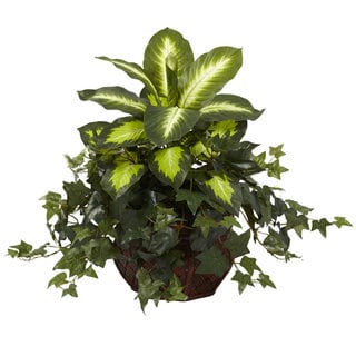 Dieffenbachia and Ivy in Decorative Planter