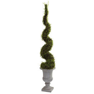 Mohlenbechia Spiral Tree/ Decorative Urn