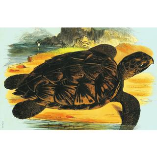 Sea Turtle Stain-resistant Reusable Paper Placemats (Set of 6)