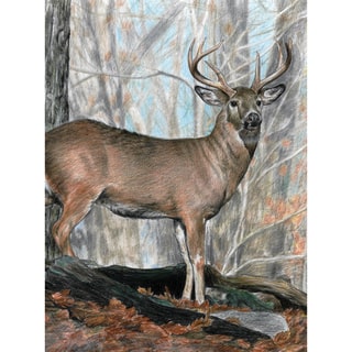Color Pencil By Number Kit 8.75"X11.75"-Whitetail Buck