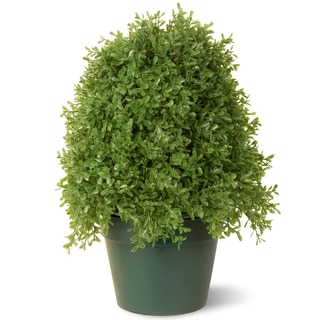 15-inch Boxwood Tree with Green Pot