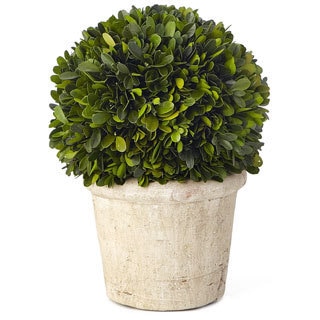 11.5-inch Medium Round Boxwood Preserved (Packed 1 Each)