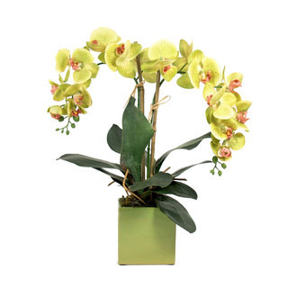 Creative Displays Green Phalaenopsis and Bamboo in Ceramic Cube