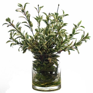 Variegated Boxwood Greens with Vine/ Curly Willow Moss in Glass Cylinder