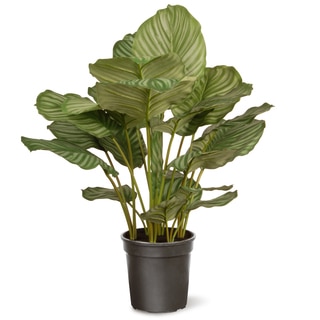 Calathea in Black Pot Green 30-inch Plant