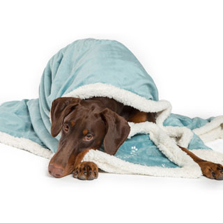 Best Friends by Sheri Pet Throw Blanket in Live Love Bark