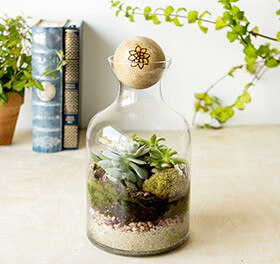 Close up of a desk with a terrarium on top.