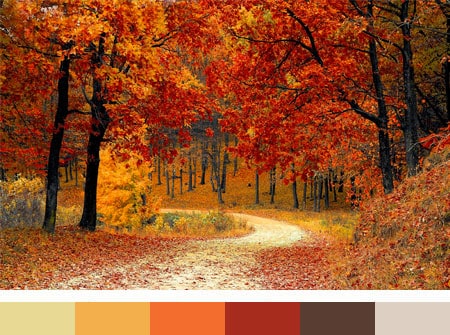 Outdoor Woods with Fall Colored Leaves