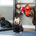 Pet Life Thinsulate Dog Parka and Coat