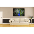 Gallery Direct Peacock Oversized Gallery Wrapped Canvas
