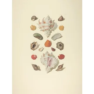 Fuentabella Shell Collection I Print Art