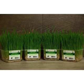 Urban Produce Certified Organic Live Wheatgrass (Pack of 4)