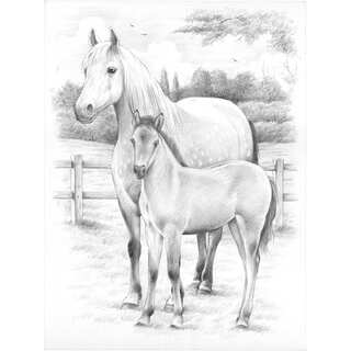 Sketching By Number Kit 8inX12inHorse & Foal
