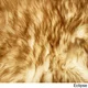 Northland Supreme Sheepskin Wool Single Pelt Shag Rug (2' x 3') - 2' x 3' - Thumbnail 4
