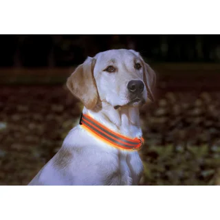 Animal Planet Adjustable LED Dog Collar