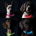 Furhaven LED Safety Pet Collar