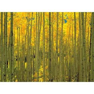 Selections by Chaumont Glass Art Aspens in White River Park