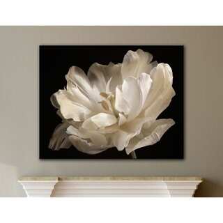 ArtWall Cora Niele's White Tulip Gallery Wrapped Canvas
