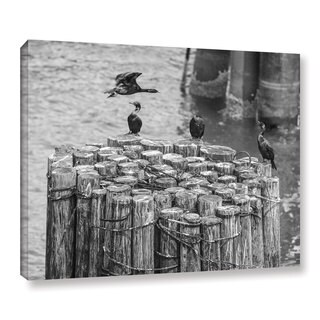 Scott Campbell 'Cormorant Landing Black and White' Gallery Wrapped Canvas
