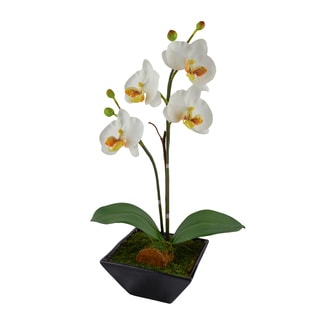 Red Vanilla White Orchid Ceramic Centerpiece With Black Base (17 x 6)
