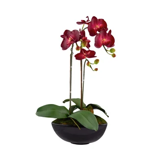 Burgundy 22-inch x 9.5-inch Artificial Phalaenopsis Orchids in Black Vase