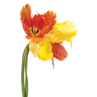 Empire Art 'Orange Yellow Parrot Tulip' Frameless Free-floating Tempered Art Glass