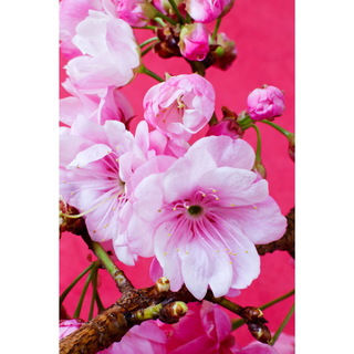 Cortesi Home 'Pretty Pink Blossom' Tempered Glass 12-inch x 16-inch Wall Art
