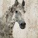 Marmont Hill - 'Glaeta Horse' by Irena Orlov Painting Print on Wrapped Canvas
