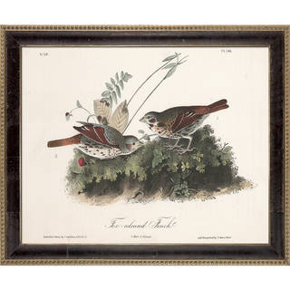 Vintage Collection 'Fox-coloured Finch' Framed High Quality Print on Canvas