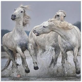Paul Keates 'White Horse on Water' Horse Art on Metal or Acrylic
