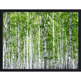 "Birch Trees III" Framed Plexiglass Wall Art