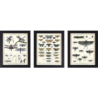 Decor Therapy Framed Butterfly and Insect Study Set (Pack of 3)