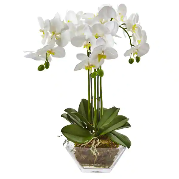 Nearly Natural Triple Phalaenopsis Orchid in Glass Vase - Green