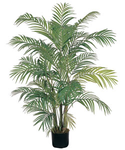 Areca Silk Palm Tree