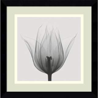 Framed Art Print 'Triumph Tulip' by Steven N. Meyers 12 x 12-inch